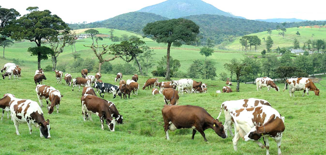 lanka-milk-foods.webp lanka-milk-foods.webp