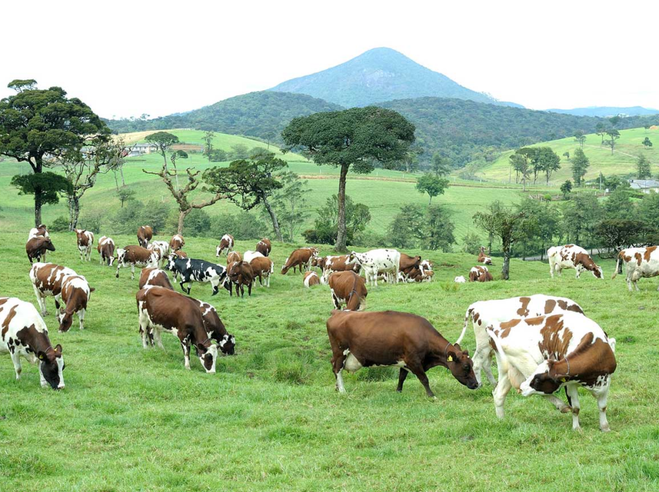 lanka-milk-foods.webp